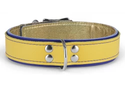 Double strap collar 1.25" wide. Gold leather top, royal blue leather bottom, gold metallic lambskin inner lining, d ring in center, d ring by buckle.